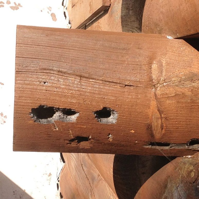 Insect Damage